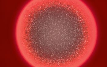 Bacillus cereus Blood Agar 24h culture incubated with O2