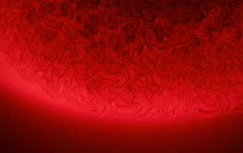 Bacillus cereus Blood Agar 24h culture incubated with O2