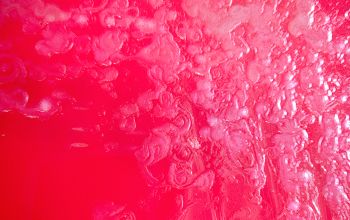Bacillus circulans (Niallia circulans) Blood Agar 24h culture incubated with O2
