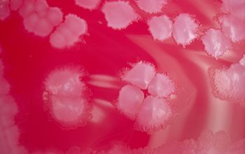 Bacillus circulans (Niallia circulans) Blood Agar 48h culture incubated with O2