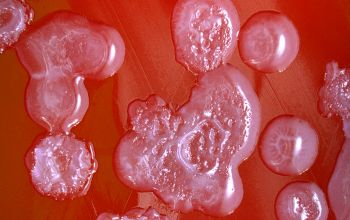 Bacillus licheniformis Blood Agar 24h culture incubated with O2