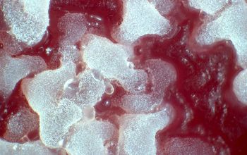 Bacillus licheniformis Blood Agar 24h culture incubated with O2
