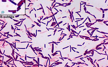 Bacillus subtilis 