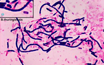 Bacillus thuringiensis 