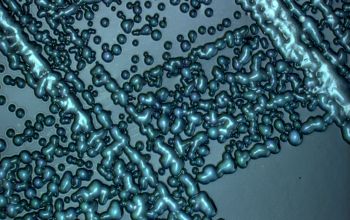 Bordetella pertussis  culture incubated with CO2