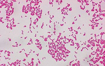 Burkholderia cenocepacia Gram stain