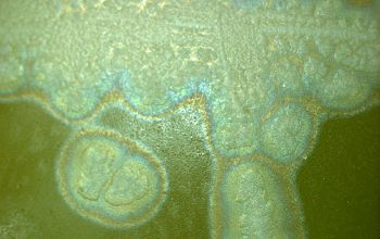 Clostridium botulinum  culture anaerobicly incubated