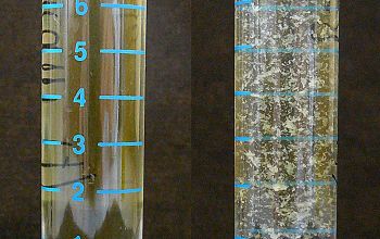 Corynebacterium durum  culture 