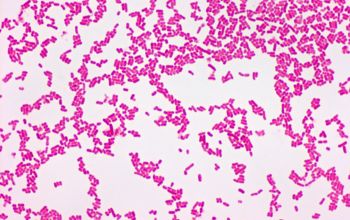 Hafnia alvei Gram stain