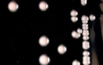 Methylobacterium rhodinum  culture incubated with CO2