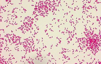 Neisseria canis Gram stain