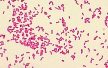 Neisseria canis Gram stain