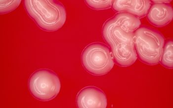 Neisseria canis Blood Agar 24h culture incubated with CO2