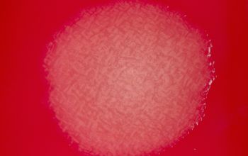 Paenibacillus amylolyticus Blood Agar 24h culture incubated with CO2