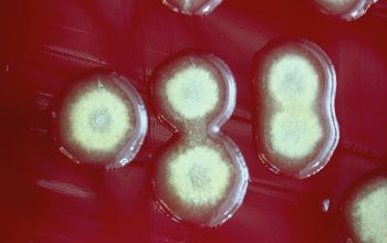 Paenibacillus pabuli Blood Agar 48h culture incubated with CO2