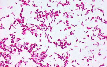 Pantoea agglomerans Gram stain