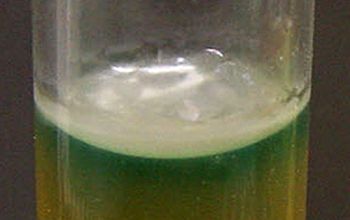 Pseudomonas aeruginosa  culture incubated with O2