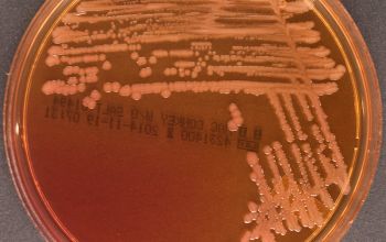 Pseudomonas monteilii Mac Conkey Agar without salt 24h culture incubated with O2