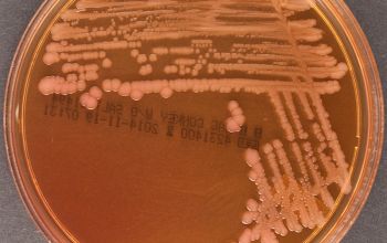 Pseudomonas monteillii Mac Conkey Agar without salt 48h culture incubated with O2