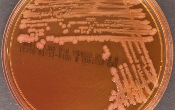 Pseudomonas monteilii Mac Conkey Agar without salt 48h culture incubated with O2