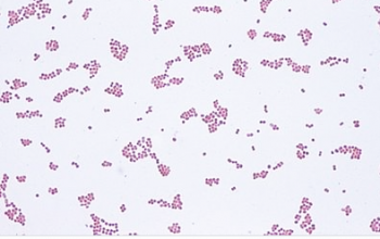 Psychrobacter phenylpyruvicus 