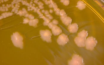 Salmonella typhi (Salmonella enterica subsp. enterica serovar Typhi) Mac Conkey Agar without salt 48h culture incubated with O2