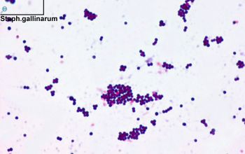 Staphylococcus gallinarum Gram stain