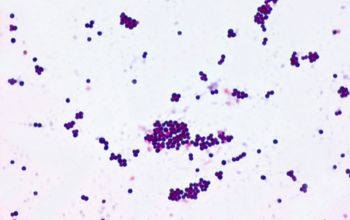 Staphylococcus gallinarum Gram stain