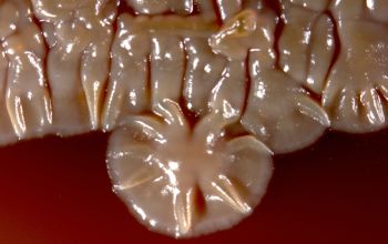 Streptomyces griseus  culture incubated with O2
