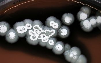 Streptomyces griseus  culture incubated with O2