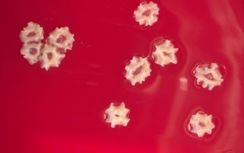 Streptomyces griseus  culture incubated with O2