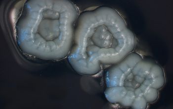 Streptomyces griseus  culture incubated with O2