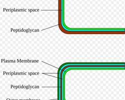 Gram staining