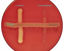 CAMP-test_Listeria monocytogenes & L. ivanovii