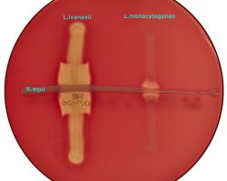 CAMP-test_Listeria monocytogenes & L. ivanovii