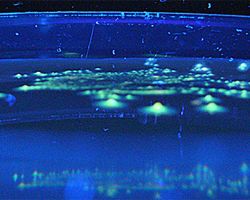 Fluorescence_Fusobacterium necrophorum, F. nucleatum and F. species