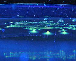 Fluorescence_Fusobacterium necrophorum, F. nucleatum and F. species