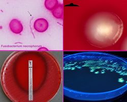 Fluorescence_Fusobacterium necrophorum, F. nucleatum and F. species