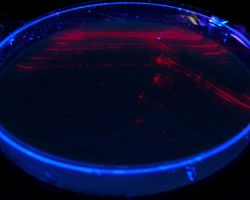 Fluorescence_Fusobacterium necrophorum, F. nucleatum and F. species