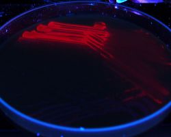 Fluorescence_Fusobacterium necrophorum, F. nucleatum and F. species