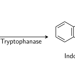 Indole test