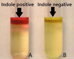 Indole test