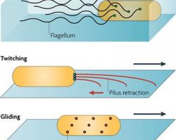 Motility