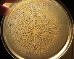 Motility