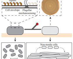 Motility