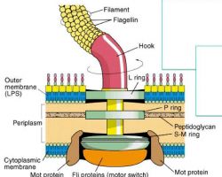 Motility