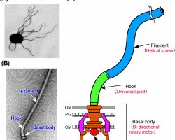 Motility