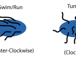 Motility