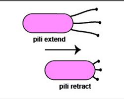 Motility