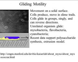 Motility